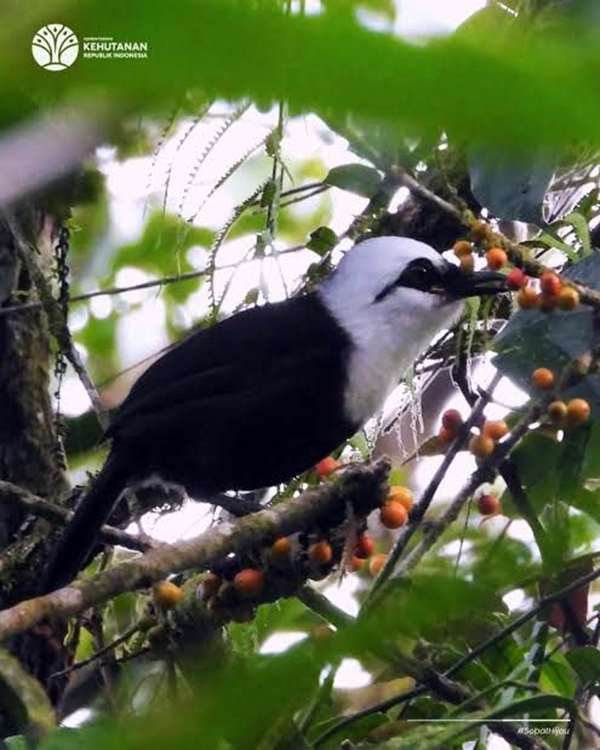 Status dan Keanekaragaman Burung di Indonesia Stabil