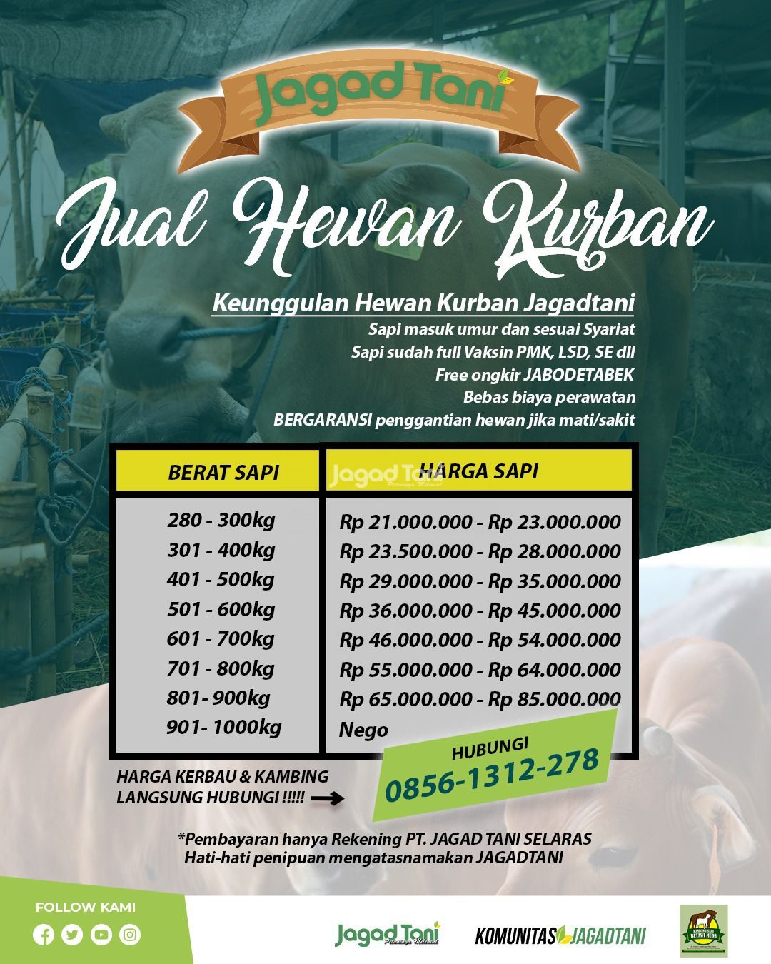 Harga sapi Kurban 2025
