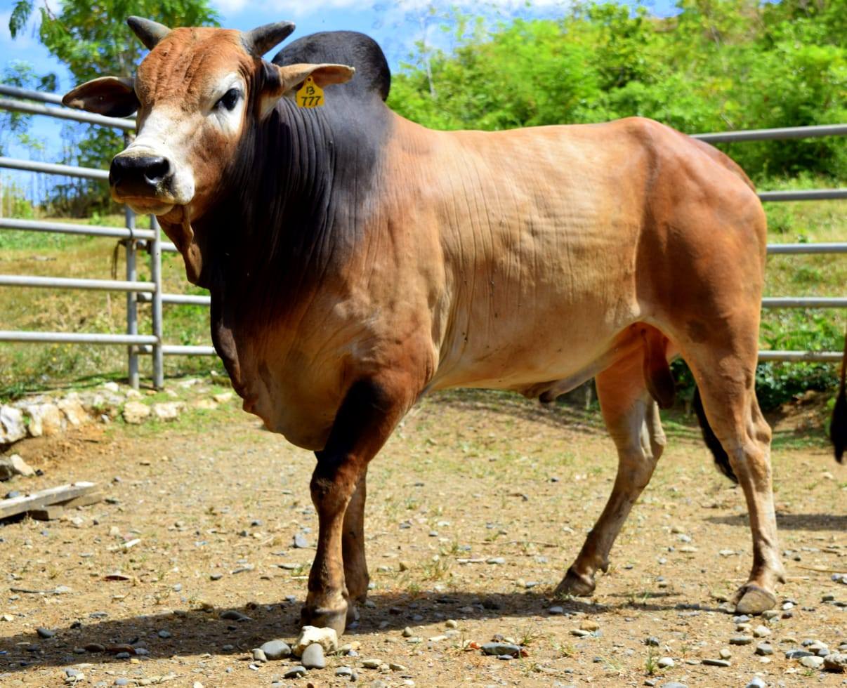 Sapi Aceh Diakui Nasional sebagai Bibit Unggul