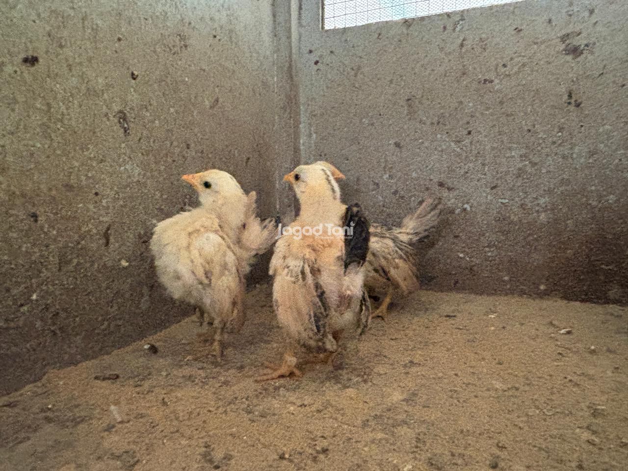 Tak mau kalah dengan indukan, anakan ayam serama yang masih berusia satu bulan pun turut memamerkan posenya (Jagad Tani/Rifqi Dias Mahendra)