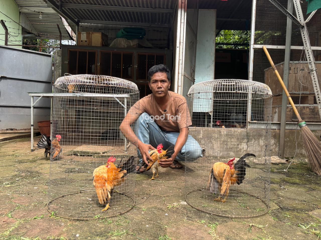 Eka Septian bersama ayam serama di Watu Geni Farm, Jakarta Selatan (Jagad Tani/Rifqi Dias Mahendra)