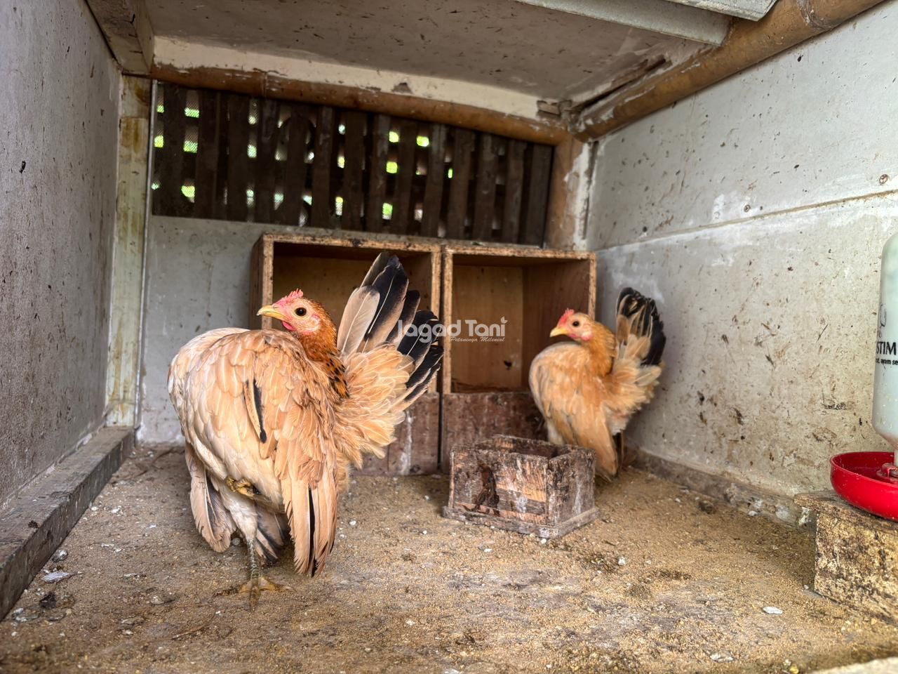 Tampak dua indukan ayam Serama sedang memamerkan pose terbaiknya (Jagad Tani/Rifqi Dias Mahendra)
