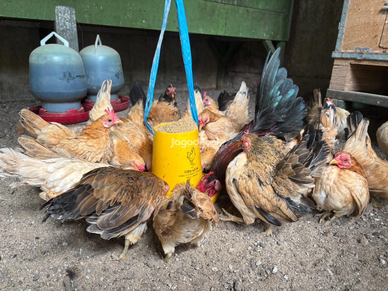 Bahkan saat makan pun beberapa diantaranya juga masih menunjukkan gayanya (Jagad Tani/Rifqi Dias Mahendra)