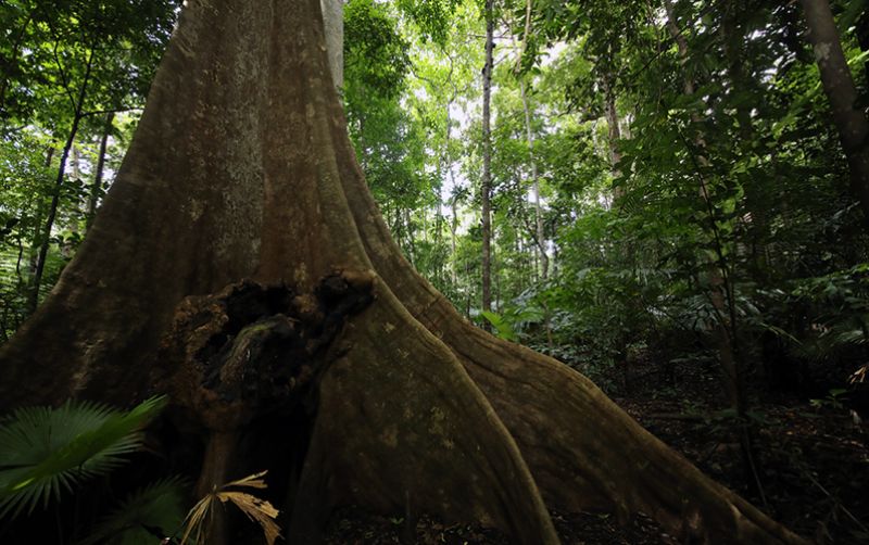 uploads/news/2020/04/hutan-dan-deforestasi-indonesia-335907e99159cf1.jpg