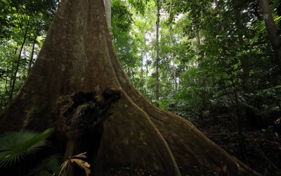 uploads/news/2020/04/hutan-dan-deforestasi-indonesia-335907e99159cf1_400.jpg