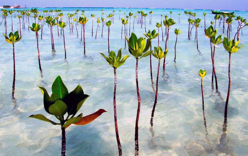 uploads/news/2020/04/rehabilitasi-mangrove-di-tengah-75357dda25098f1.jpg