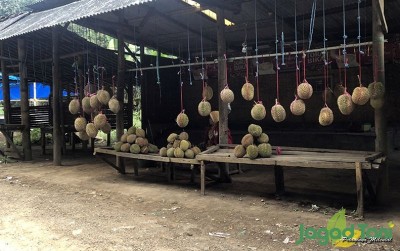 uploads/news/2020/09/durian-ngantang-yang-selalu-4570703dd820fed_400.jpg