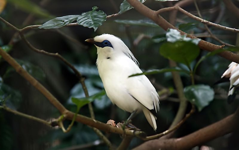 Jalak Bali Bangkit Kembali uploads/news/2020/10/jalak-bali-bangkit-kembali-27686f5eee7f118.jpg