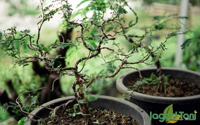 uploads/news/2020/11/budidaya-bonsai-peluang-usaha-117731f03321db2_400.JPG