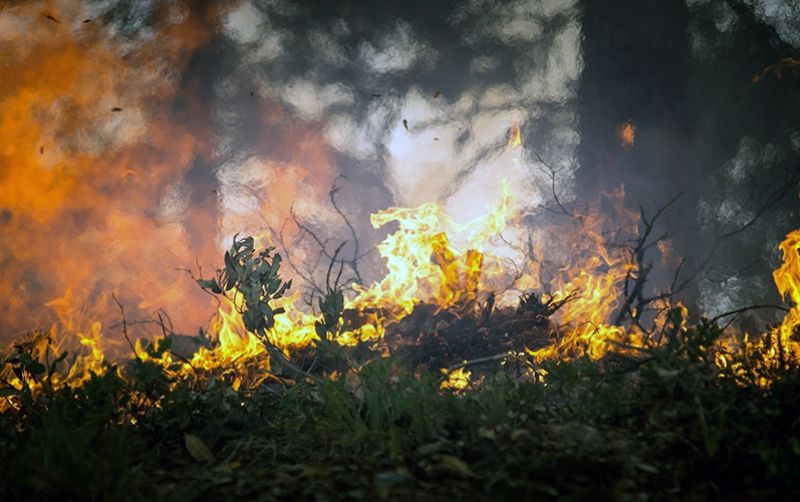 uploads/news/2020/11/mencari-dalang-kebakaran-hutan-65919dda3c5514e.jpg