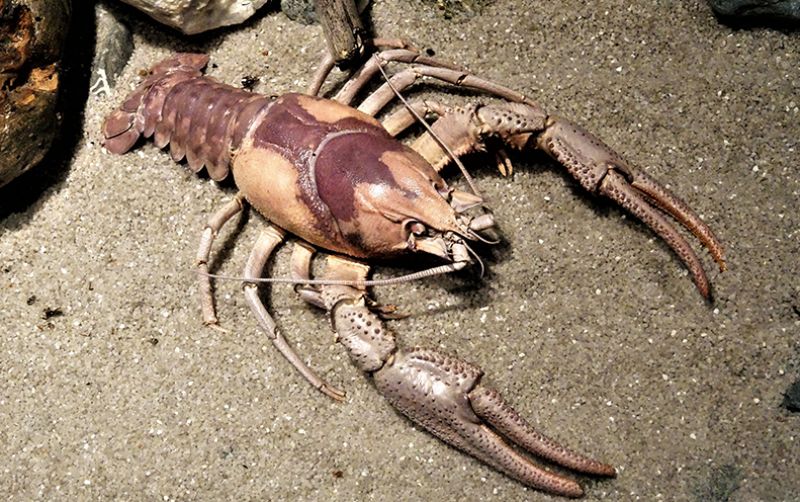 uploads/news/2020/11/selamatkan-benih-lobster-dengan-187638ccd4b4d61.jpg