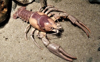 uploads/news/2020/11/selamatkan-benih-lobster-dengan-187638ccd4b4d61_400.jpg