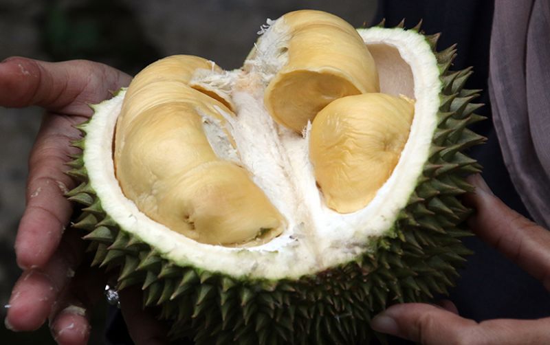 uploads/news/2020/11/tiga-jenis-durian-top-497105c78a3eefb.jpg