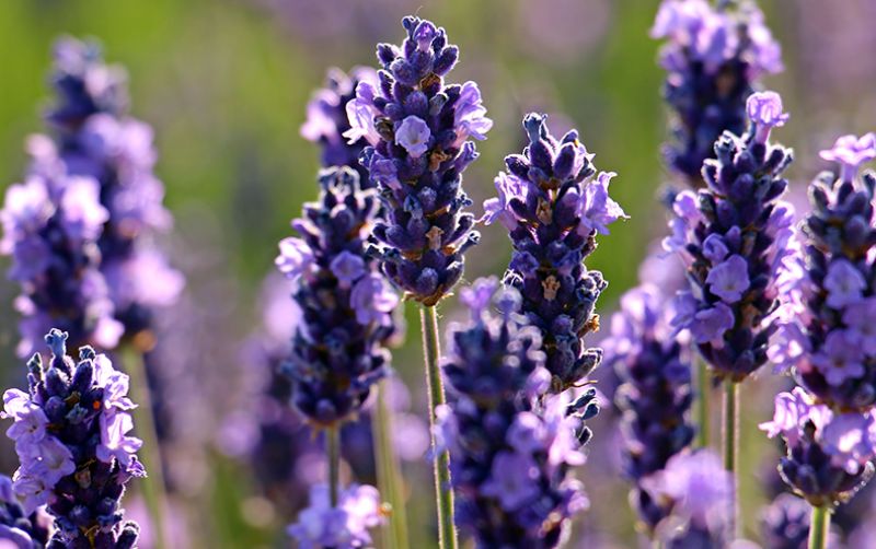 uploads/news/2020/12/lavender-si-jelita-banyak-30824cde2ce4a89.jpg