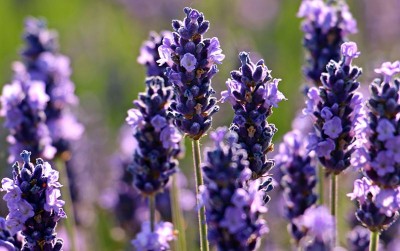 uploads/news/2020/12/lavender-si-jelita-banyak-30824cde2ce4a89_400.jpg