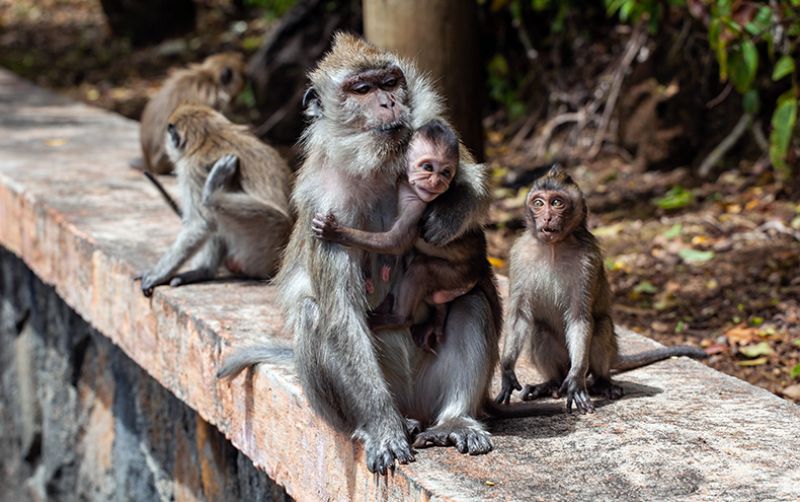 uploads/news/2021/03/penangkapan-hewan-primata-dianiaya-42291e20ccec2db.jpg