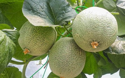 uploads/news/2021/03/tips-rahasia-menanam-melon-18587052684fa82_400.jpg