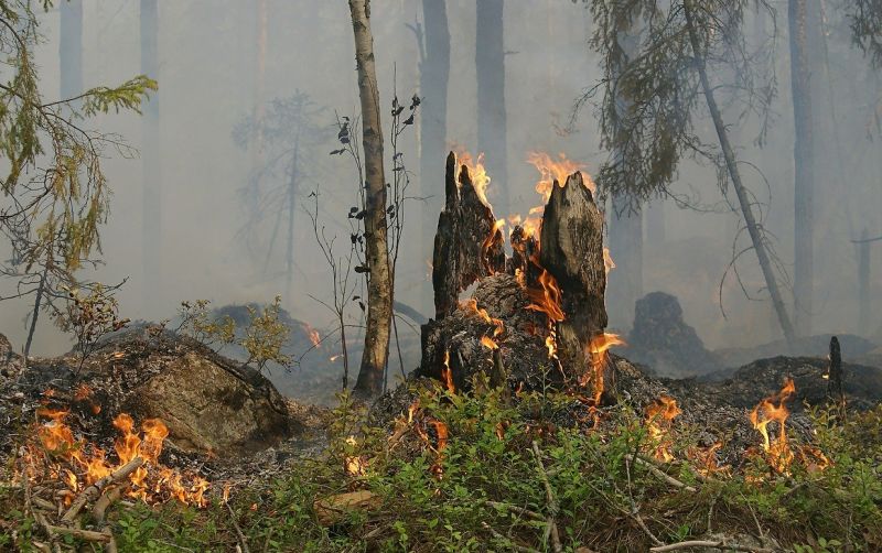 uploads/news/2021/04/pengaruh-kebakaran-hutan-terhadap-373703dc6eb2611.jpg