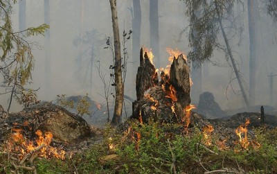 uploads/news/2021/04/pengaruh-kebakaran-hutan-terhadap-373703dc6eb2611_400.jpg