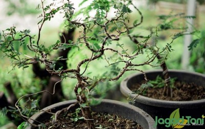 uploads/news/2021/05/alasan-tanaman-bonsai-bisa-359740fa6cc113d_400.jpg
