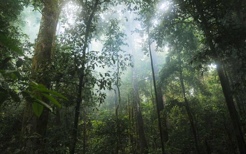 uploads/news/2021/05/hutan-indonesia-menuju-harapan-15563d2c2db6b2d.jpg