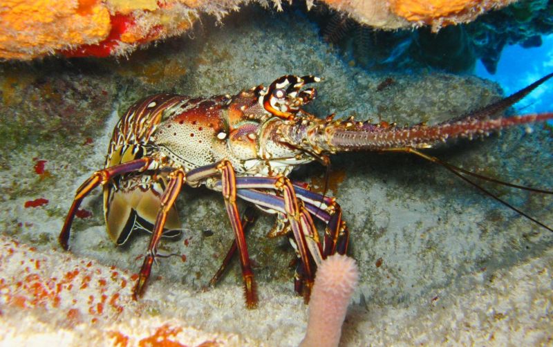 uploads/news/2021/07/budidaya-lobster-menyelamatkan-biota-68285dc3661dd46.jpg