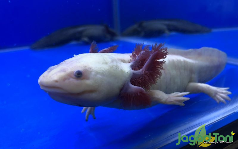 uploads/news/2021/10/axolotl-monster-laut-dari-1128306451f8919.jpeg