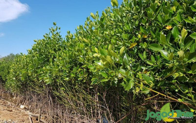 uploads/news/2021/10/mangrove-lestarikan-pesisir-pantai-5349350933a1b71_400.jpg