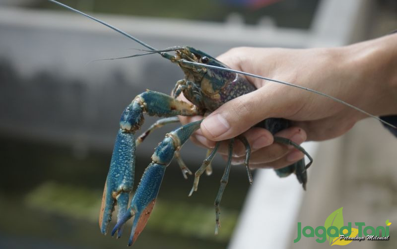 uploads/news/2021/10/mengenal-lobster-favorit-asli-1609122c4731baa.JPG