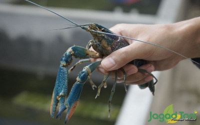 uploads/news/2021/10/mengenal-lobster-favorit-asli-1609122c4731baa_400.JPG