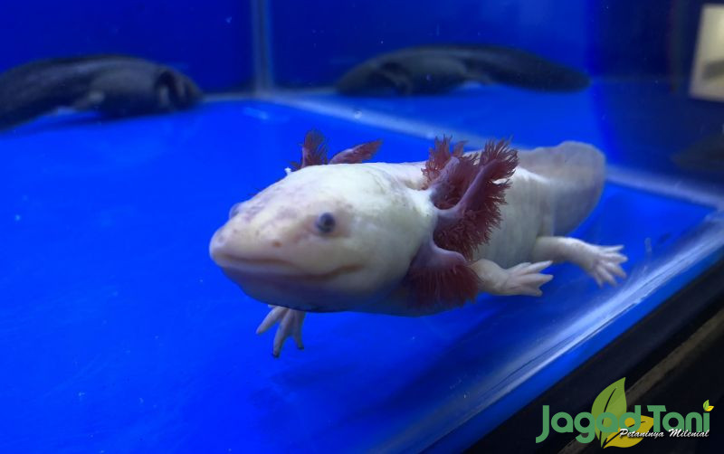 uploads/news/2021/10/perbedaan-axolotl-dengan-salamander-5405154094afe86.jpeg