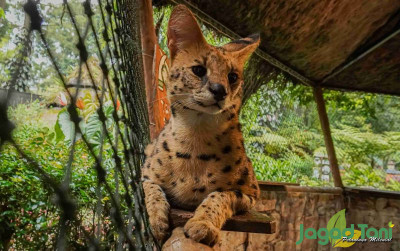 uploads/news/2021/12/mengenal-serval-kucing-para-5299742e3c0674c_400.jpg