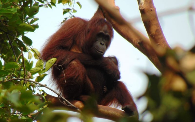 uploads/news/2022/02/bayi-orangutan-ke-101-diberi-5904798a5541930.jpeg