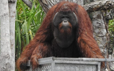 uploads/news/2022/03/13-orangutan-dilepasliarkan-bksda-81935ce4532b4d5_400.jpg
