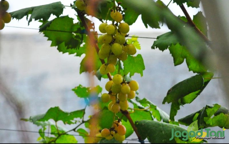 uploads/news/2022/06/memetik-buah-anggur-di-90348e358b7bd5b.jpg