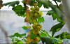 uploads/news/2022/06/memetik-buah-anggur-di-90348e358b7bd5b_100.jpg