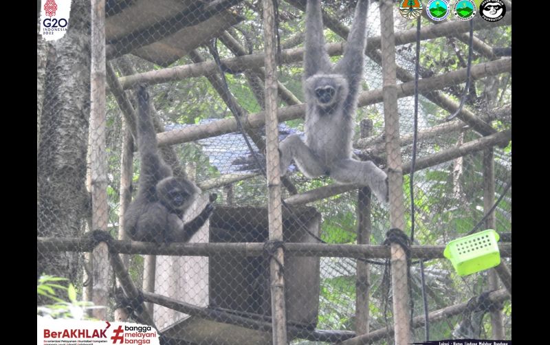 uploads/news/2022/07/kabar-primata-paling-setia-305583ebd874a0c.jpeg