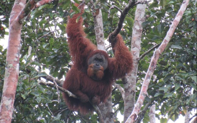 uploads/news/2022/12/masuk-perkebunan-orangutan-incar-55660de63dd137d.jpg