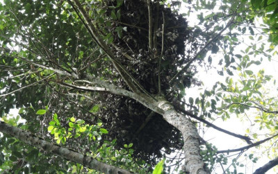 uploads/news/2022/12/monitoring-populasi-orangutan-sumatera-124875b51b22cb4_400.jpg