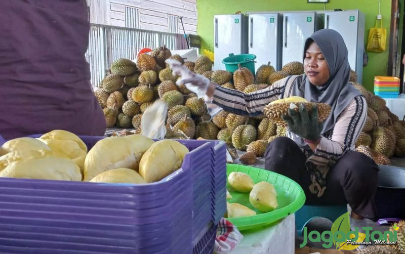 uploads/news/2023/05/-festival-durian-parimo-langkah-66444fade9994b9.jpeg