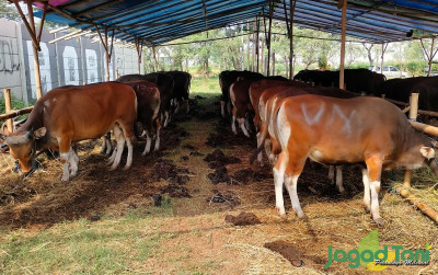 uploads/news/2023/06/banting-harga-sapi-kurban-7848865f35996fd_400.jpg