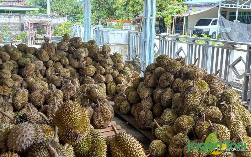 uploads/news/2023/07/durian-parimo-didorong-menembus-68047589f506ed2.jpg