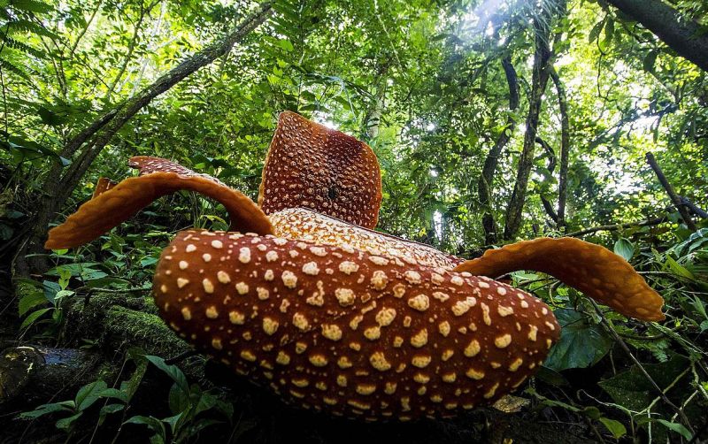 uploads/news/2023/07/rafflesia-pesona-bunga-terbesar-42994416e716e2a.jpg