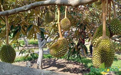 uploads/news/2023/09/usaha-budidaya-tanaman-durian--316726bef02d8e5_400.jpg