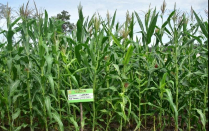 uploads/news/2023/12/food-estate-jagung-dengan-168443500441112.jpg