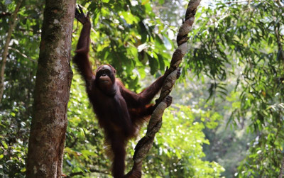 uploads/news/2024/01/pelepasliarkan-dua-individu-orangutan-16071724cc40f0f_400.jpeg
