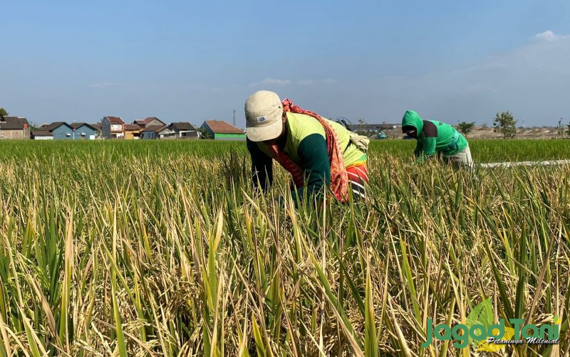 uploads/news/2024/02/food-estate-program-untuk-2553301cb0ff0eb.jpg