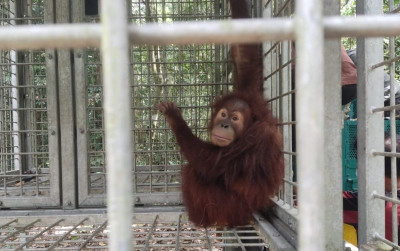 uploads/news/2024/02/translokasi-orangutan-agar-cepat-27598734df81985_400.jpg