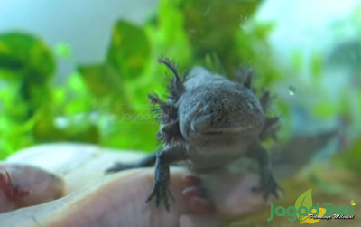 uploads/news/2024/03/axolotl-hewan-salamander-tersenyum-65413528c81523f_400.jpg