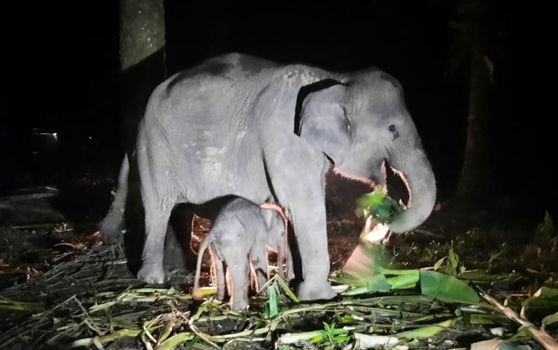 uploads/news/2024/04/gajah-sumatera-lahir-di-11574acf8e2e383.jpg
